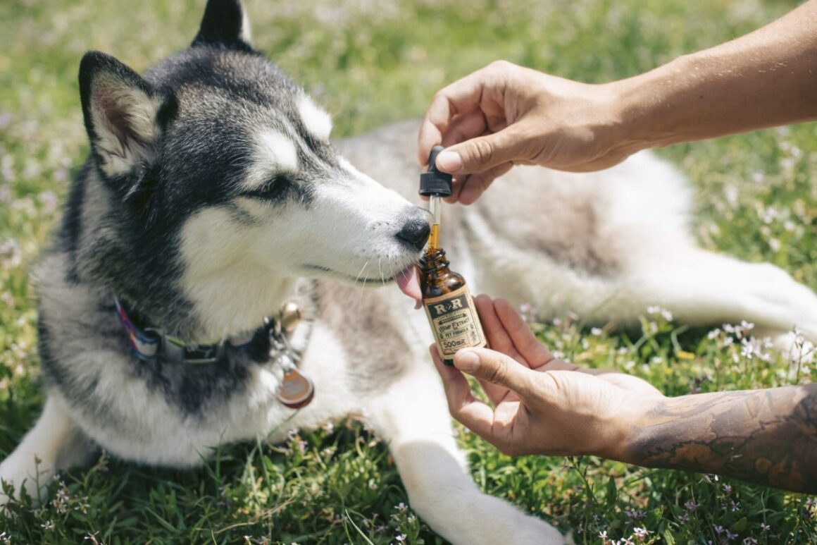 CBD for Pets: How to Safely Administer CBD Products
