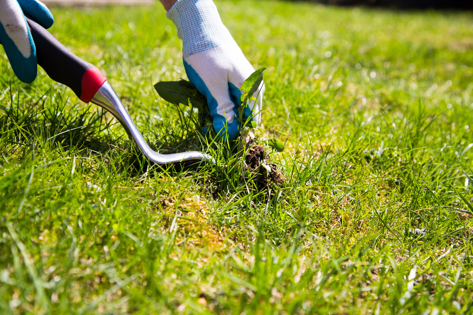5 Tips to Controling Lawn Diseases and Keep Your Lawn Healthy