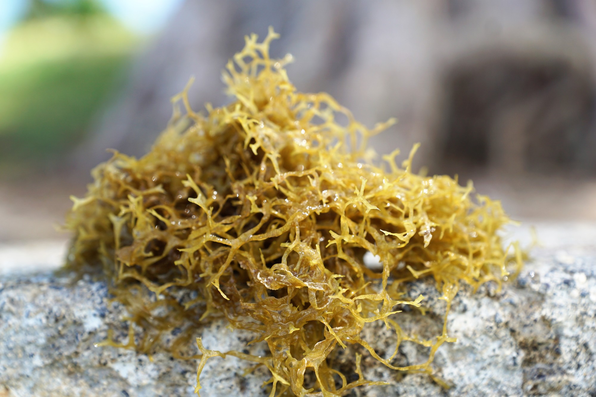 What Are the Main Benefits of Sea Moss?