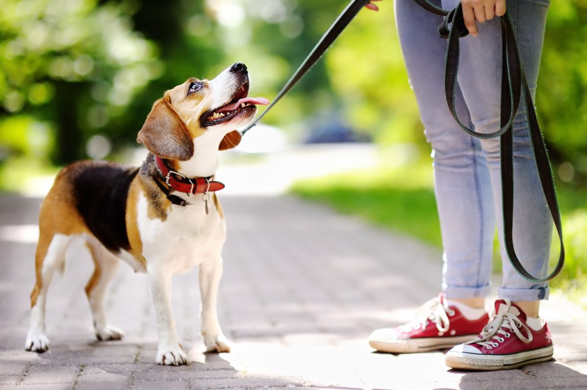 The 5 Dos and Don’ts of Dog Walking Etiquette Everybody Should Know