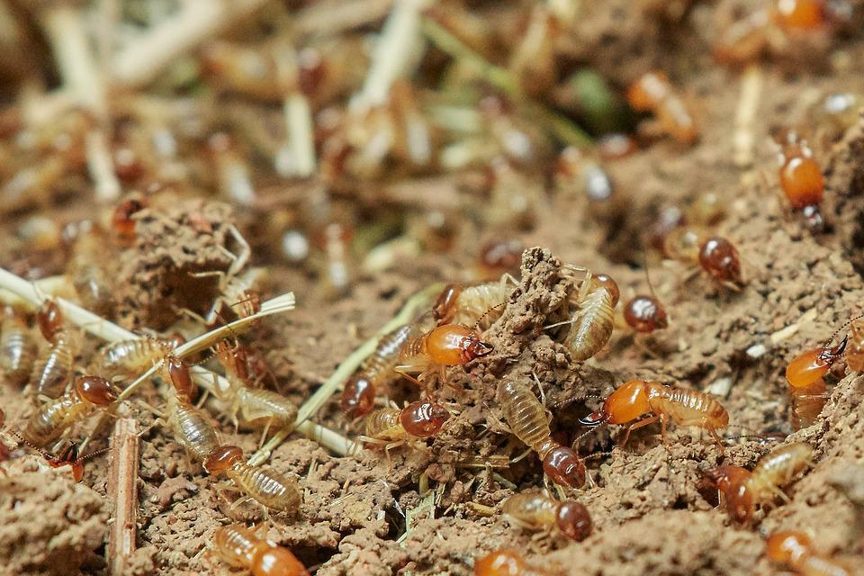 4 Important Things To Know About The Termite Season