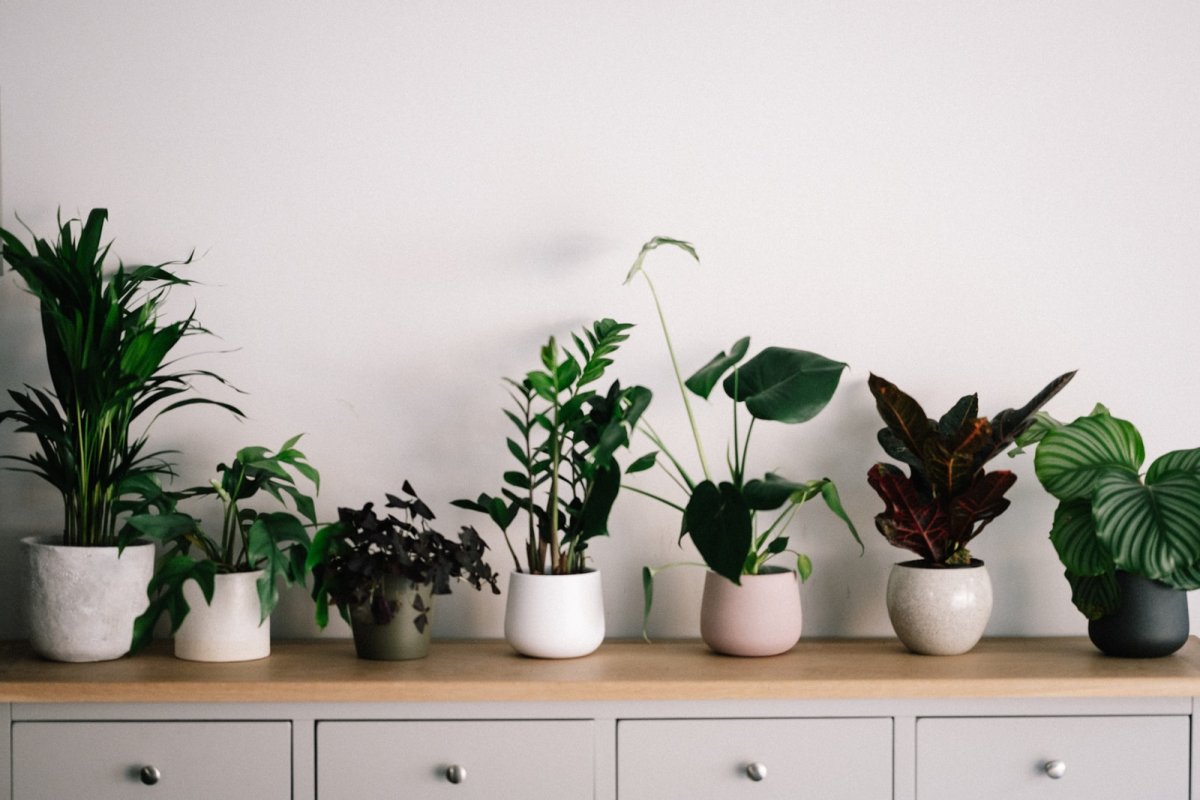 Air on the Side of Caution: 6 Tips for Improving Air Circulation for Houseplants