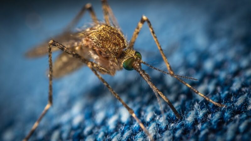 An Account of Malaria and Its Symptoms for The Early Identification: