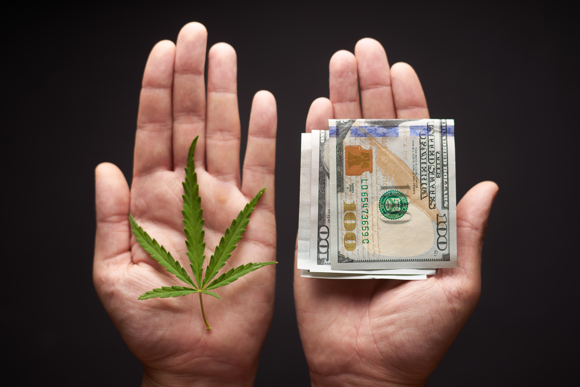 Here’s How to Start a Cannabis Business the Right Way