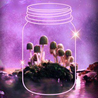 How-to-Store-Magic-Shrooms