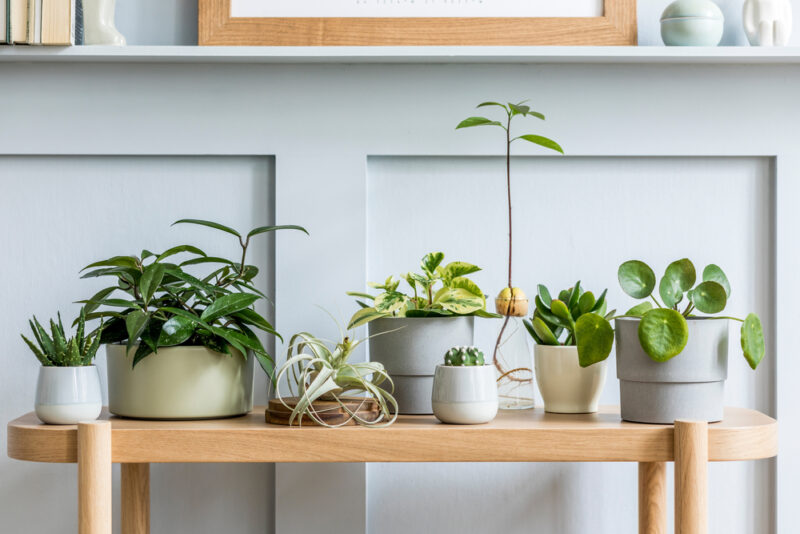 How to Use Plants as Part of Your Home Décor