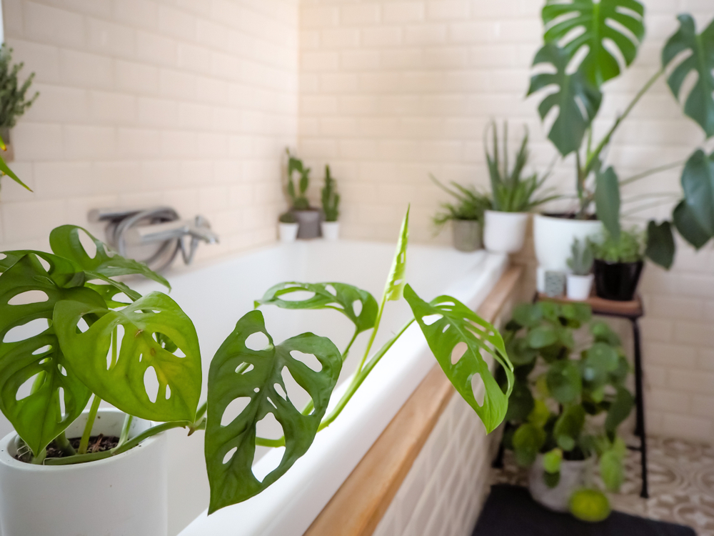 insidexpress how to use plants as part of your home decor how to use plants as part of your home decor