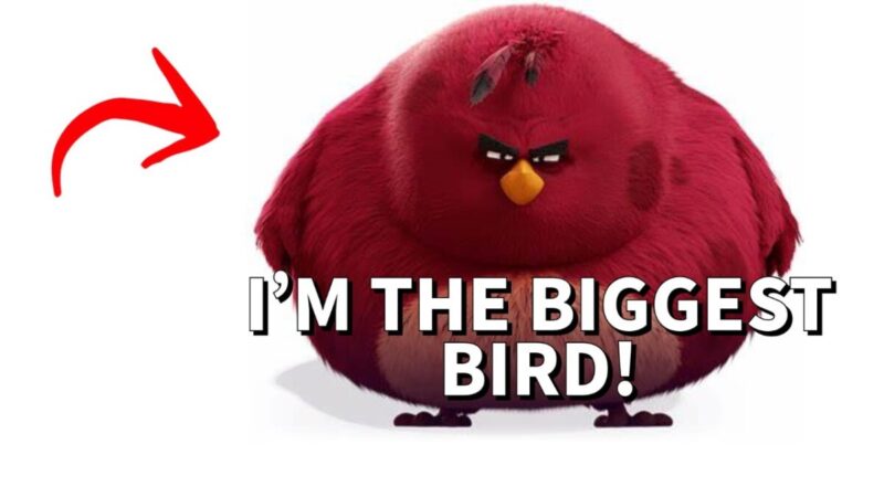I’m the Biggest Bird Lyrics: Unlocking the Meaning Behind the Song