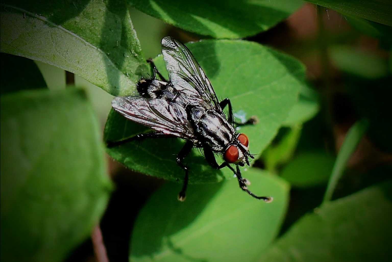 Fly much. Муха черная львинка. Львинка обыкновенная Муха. Жигалка обыкновенная. Малинная стеблевая Муха.