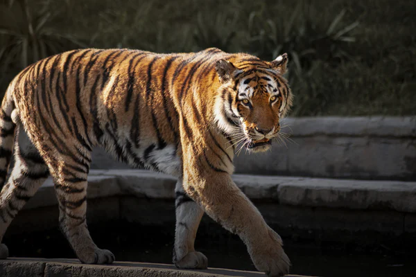 insidexpress tiger watching safaris tours in india tiger watching safaris tours in india 1