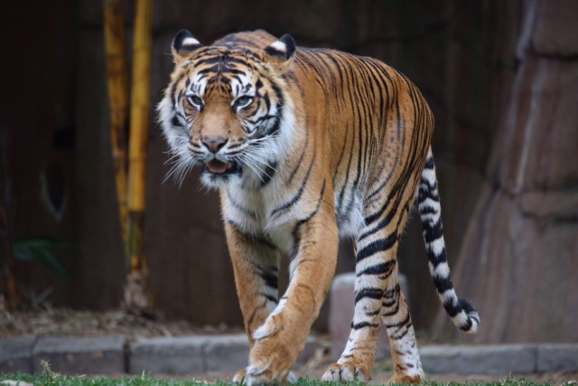 Tiger Watching Safaris & Tours in India