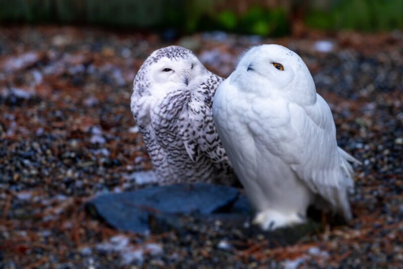 White Owl Bird Bucks